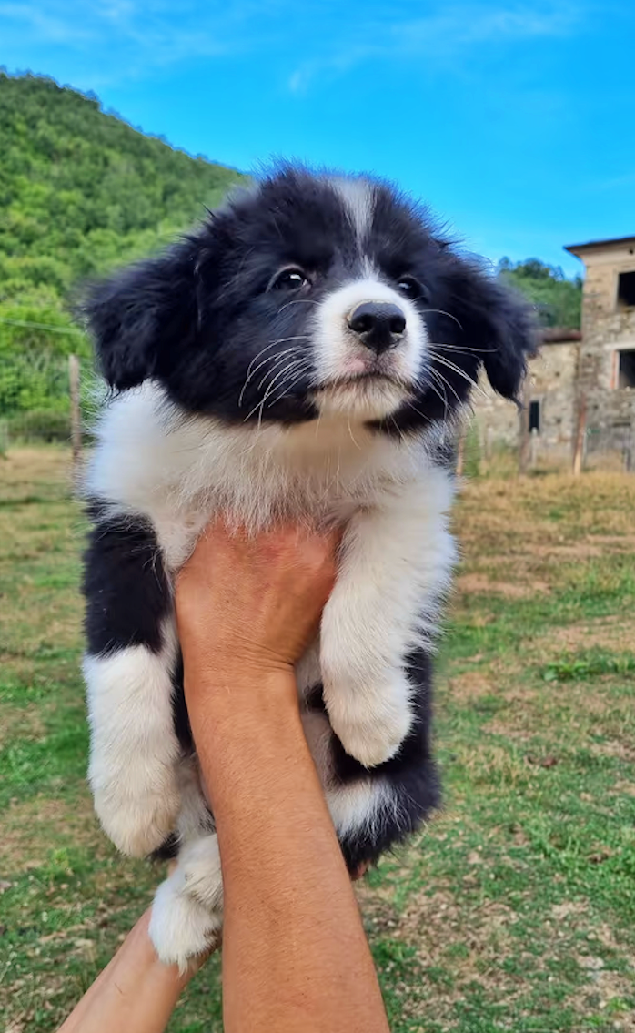 Canile di Furbara